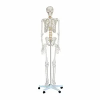 HUMAN SKELETON 180CM, FOAM PACKING CHINA XC101 IN PAKISTAN
