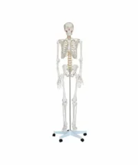 HUMAN SKELETON 180CM, FOAM PACKING CHINA XC101 IN PAKISTAN