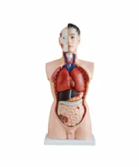 TORSO  85CM 19 PARTS XC201 IN PAKISTAN