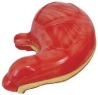 STOMACH MODEL XC306 IN PAKSITAN