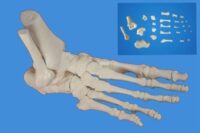 FOOT BONES DISARTICULATED CHINA IN PAKSITAN