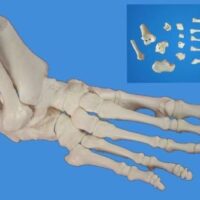 FOOT BONES DISARTICULATED CHINA IN PAKSITAN
