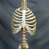 HUMAN RIBS SET CHINA IN PAKSITAN