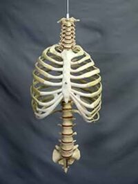 HUMAN RIBS SET CHINA IN PAKSITAN