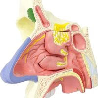 XC309 NASAL CAVITY/NOSE MODEL IN PAKISTAN