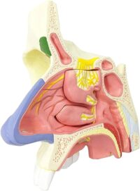 XC309 NASAL CAVITY/NOSE MODEL IN PAKISTAN