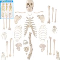 HAND (BONES) DISARTICULATED CHINA IN PAKSITAN
