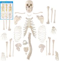 HAND (BONES) DISARTICULATED CHINA IN PAKSITAN