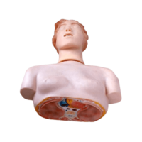 XC404 BASIC HALF BODY CPR MANIKIN IN PAKISTAN