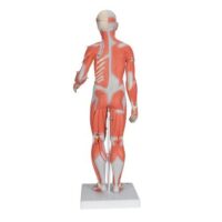 HUMAN MUSCULAR UPPER LIMB CHINA IN PAKISTAN