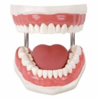 TEETH/MOUTH WITH BRUSH, DENTAL CARE Model XC403 IN PAKSITAN