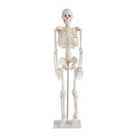 HUMAN SKELETON 85CM, FOAM PACKING, CHINA XC102 IN PAKISTAN