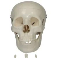 HUMAN SKULL MODEL CHINA XC104 IN PAKISTAN