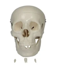 HUMAN SKULL MODEL CHINA XC104 IN PAKISTAN