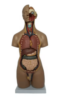 HUMAN UNISEX TORSO, 55cm  CHINA XC209 IN PAKISTAN