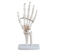 HAND JOINT XC114, KNEE JOINT XC111, SHOULDER JOINT XC109 IN PAKISTAN