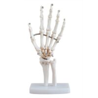 HAND JOINT XC114, KNEE JOINT XC111, SHOULDER JOINT XC109 IN PAKISTAN