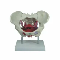 XC-125 FEMALE PELVIS WITH ORGANS In PAKISTAN