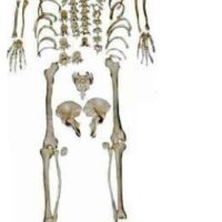 HUMAN DISARTICULATED SKELETON, 180CM XC130 IN PAKISTAN