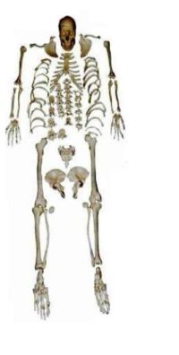 HUMAN DISARTICULATED SKELETON, 180CM XC130 IN PAKISTAN