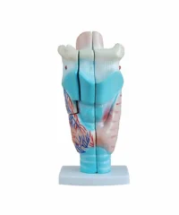XC301 LARYNX MODEL IN PAKISTAN