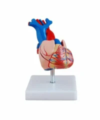 LIFE SIZE HEART MODEL XC307A IN PAKISTAN