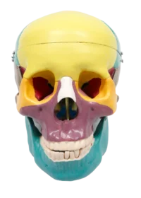 COLOURED SKULL XC104C IN PAKISTAN