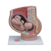 PELVIC SECTION FEMALE WITH FETUS XC332B IN PAKISTAN