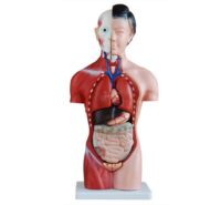 TORSO45CM FEMALE XC202B IN PAKISTAN