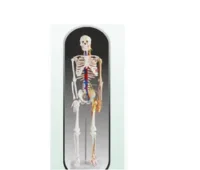 HUMAN SKELETON 42CM XC103 IN PAKISTAN