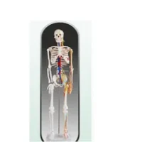 HUMAN SKELETON 42CM XC103 IN PAKISTAN