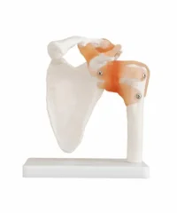 SHOULDER JOINT XC109 IN PAKISTAN