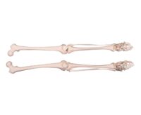 UPPER LIMB BONES, LOWER LIMB BONES XC-122 IN PAKISTAN