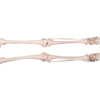 UPPER LIMB BONES, LOWER LIMB BONES XC-122 IN PAKISTAN