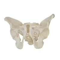 HUMAN PELVIS MODEL MALE XC123, Female XC124 IN PAKISTAN
