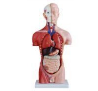 TORSO 45 CM MALE XC202A IN PAKISTAN