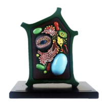 LM5008 Animal Cell Structure Model in paksitan